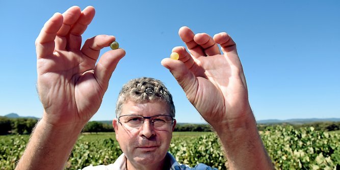 Hrault : l'histoire de la clairette raconte par le vigneron Charles Pacaud